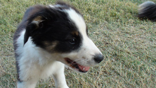 J.Lee Bean at 9 weeks